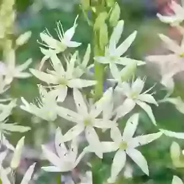 Leichtlinii Alba